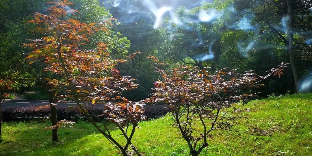 贺州姑婆山景区国家森林公园,贺州姑婆山森林公园路线