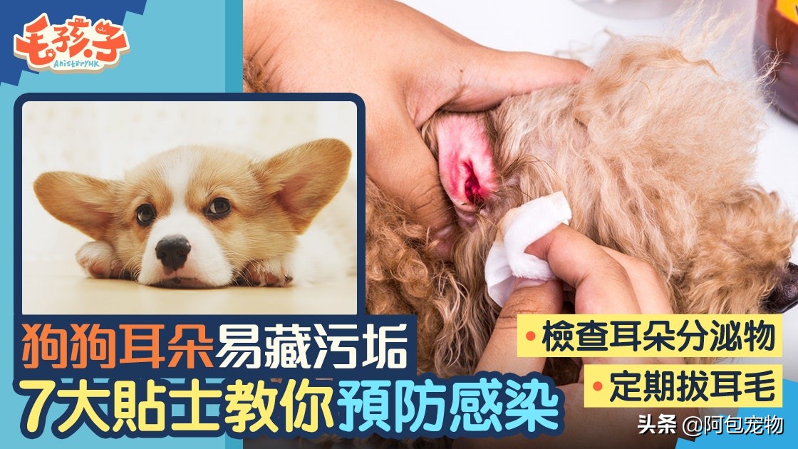 「垂耳狗关注」狗狗耳朵易感染7个方法教你预防