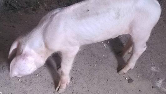 猪缺硫酸锌,猪锌缺乏的症状和治疗