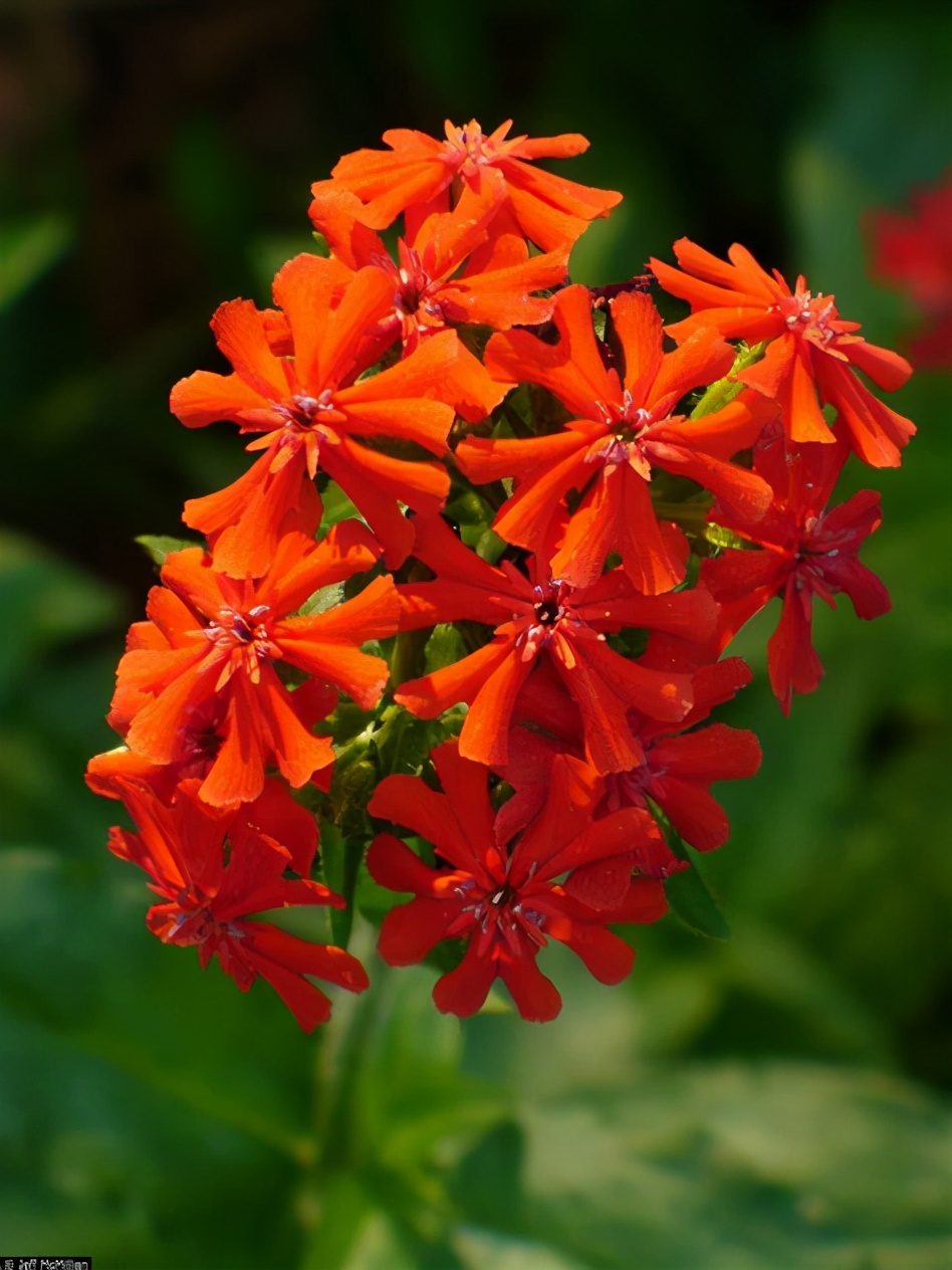 绿山墙的安妮书中的戴安娜,绿山墙的安妮和戴安娜结局