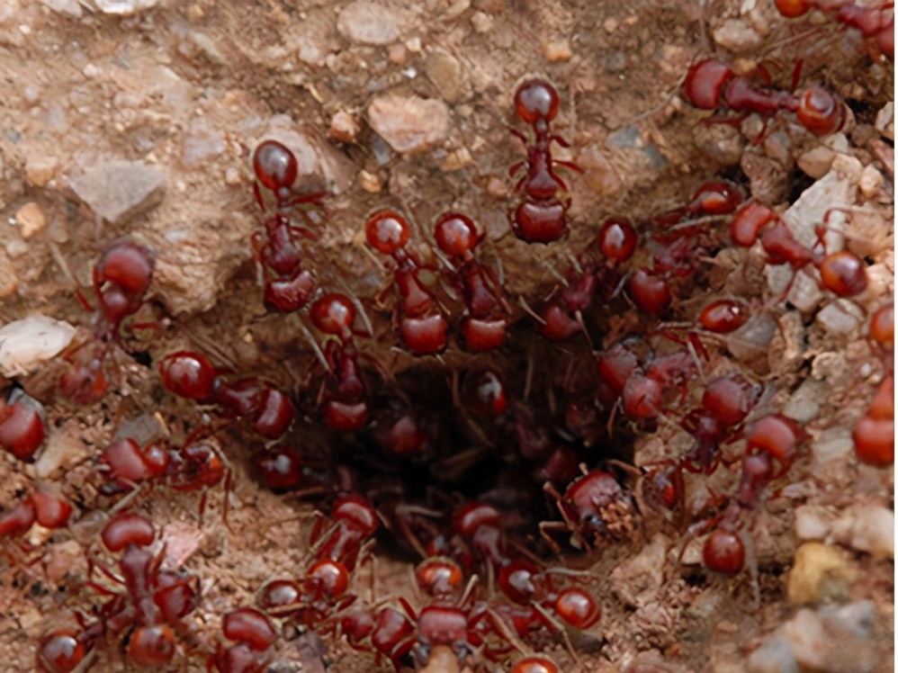 什么蚂蚁咬人后会晕,人被蚂蚁咬会发生什么