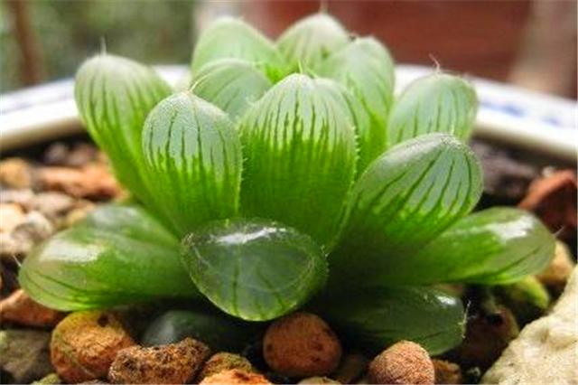 怎么让玉露保持湿润的态势,让玉露快速上色的办法