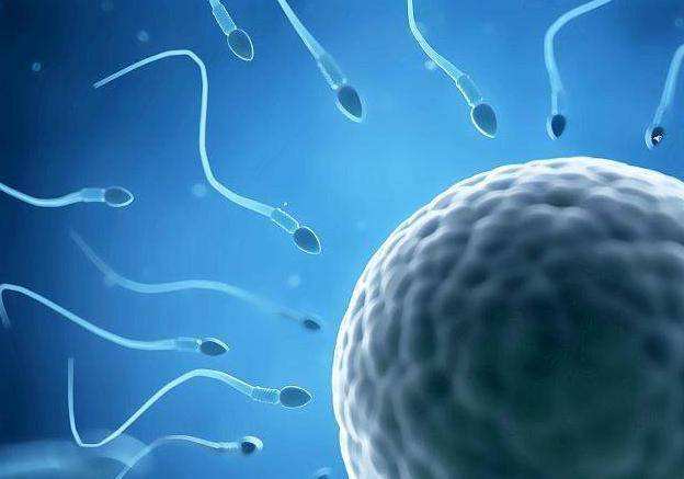 备孕男士精子存留多久,备孕期间男方精子超过20天好吗