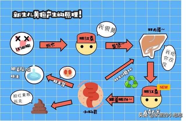 黄疸怎么预防又简单又有效,黄疸值降落后又要升高了