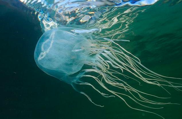 澳洲箱水母是世界上最毒的水母吗,箱形水母是最毒的动物吗