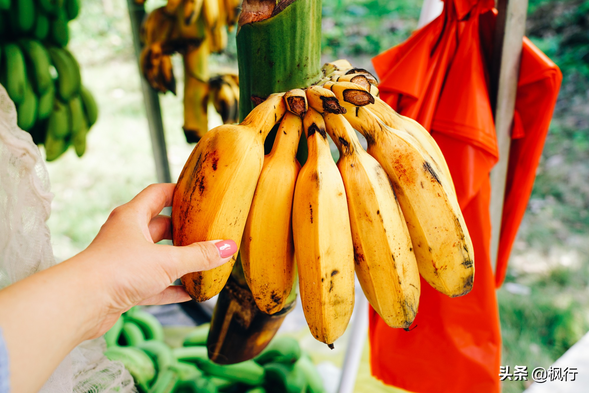 最详细实用福建土楼攻略,南靖土楼3天2晚住宿团购