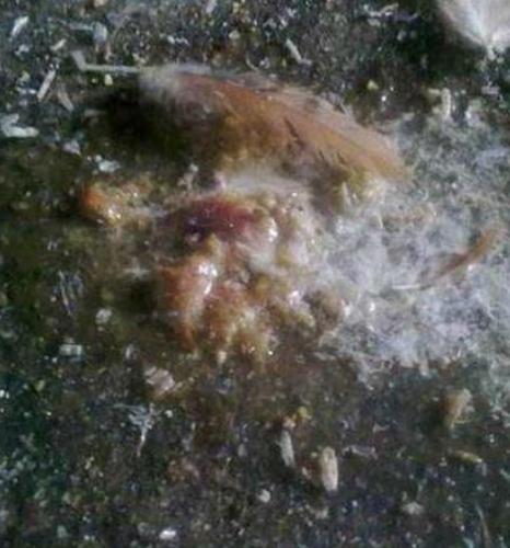 鸡大肠杆菌球虫混合感染,鸡霉菌性肠炎最佳治疗方法