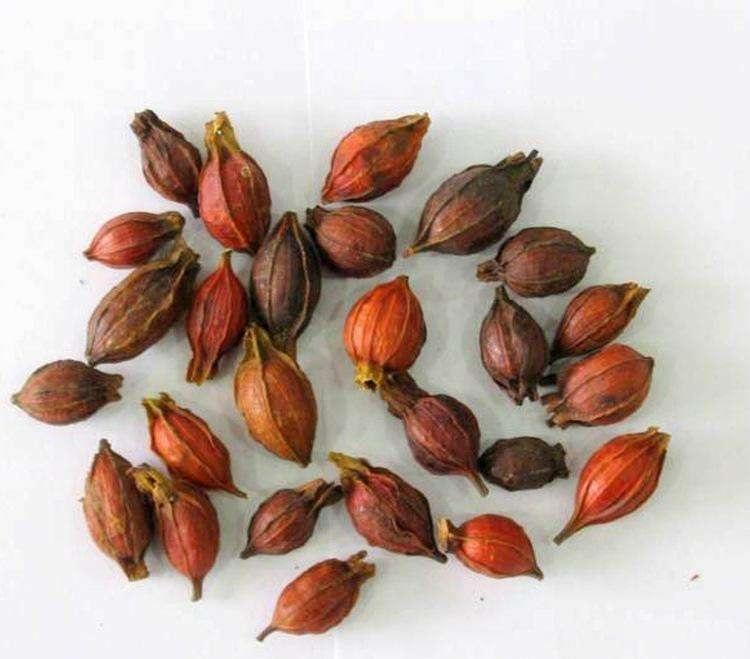 栀子花种子怎么种上就出芽了,栀子花从种子到开花生长过程