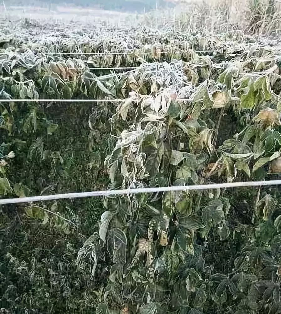 百香果用什么除虫剂,百香果用什么药防虫