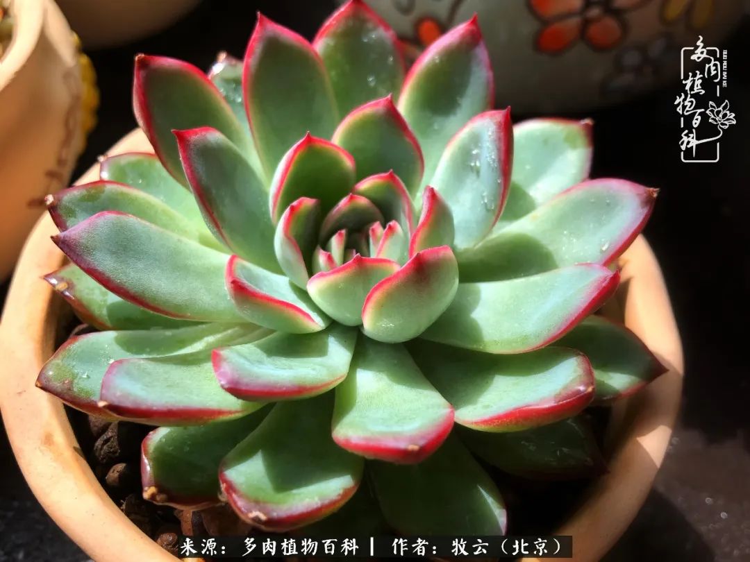 多肉植物生活,多肉生活充满诗意