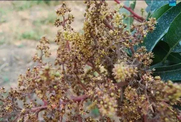 白芨病害及防治,白粉病用药防治