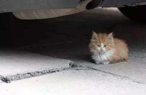 猫咪不小心受伤了,猫咪受伤不让碰怎么治疗