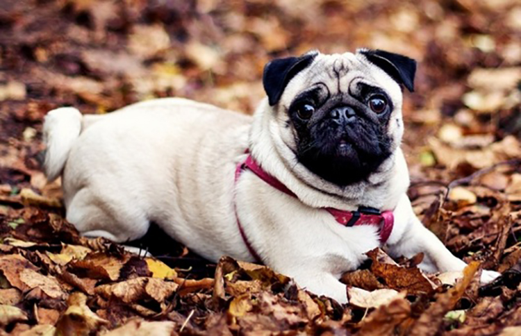 巴哥犬怎么去体味,巴哥犬体味为什么那么大