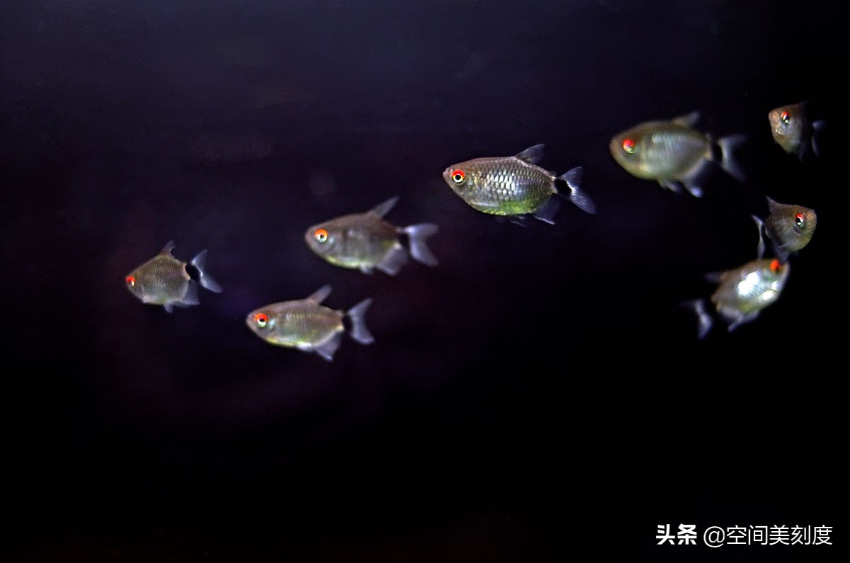 易养的热带观赏鱼有哪些,好养耐活的热带观赏鱼都有哪些