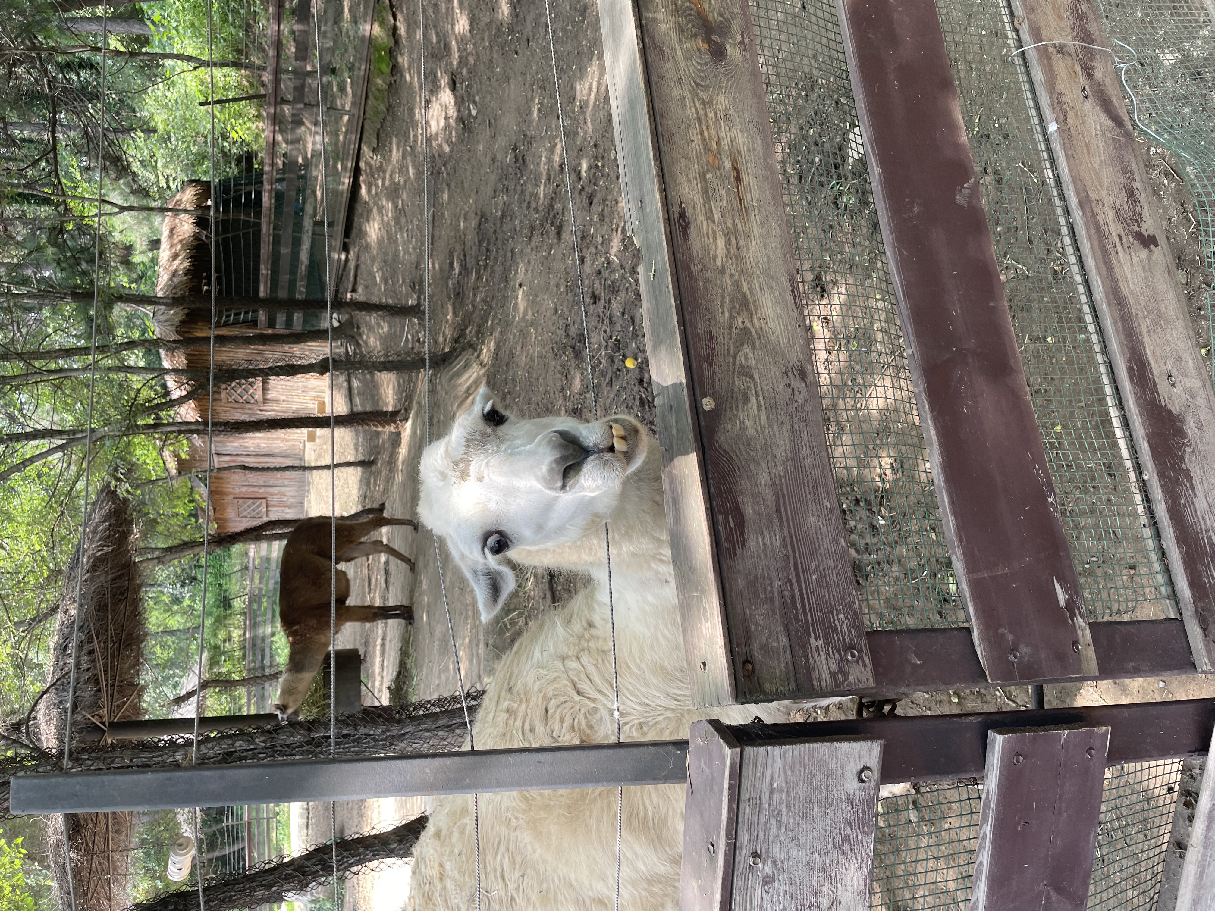 沈阳森林动物园春游,五一小长假去沈阳森林动物园游玩