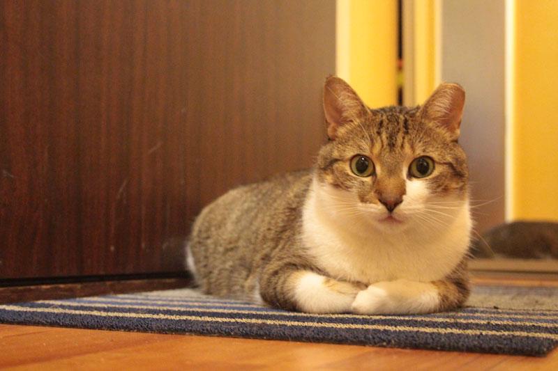 冬天长毛猫咪粘毛严重咋办,天气潮湿养猫的铲屎官真的要关注