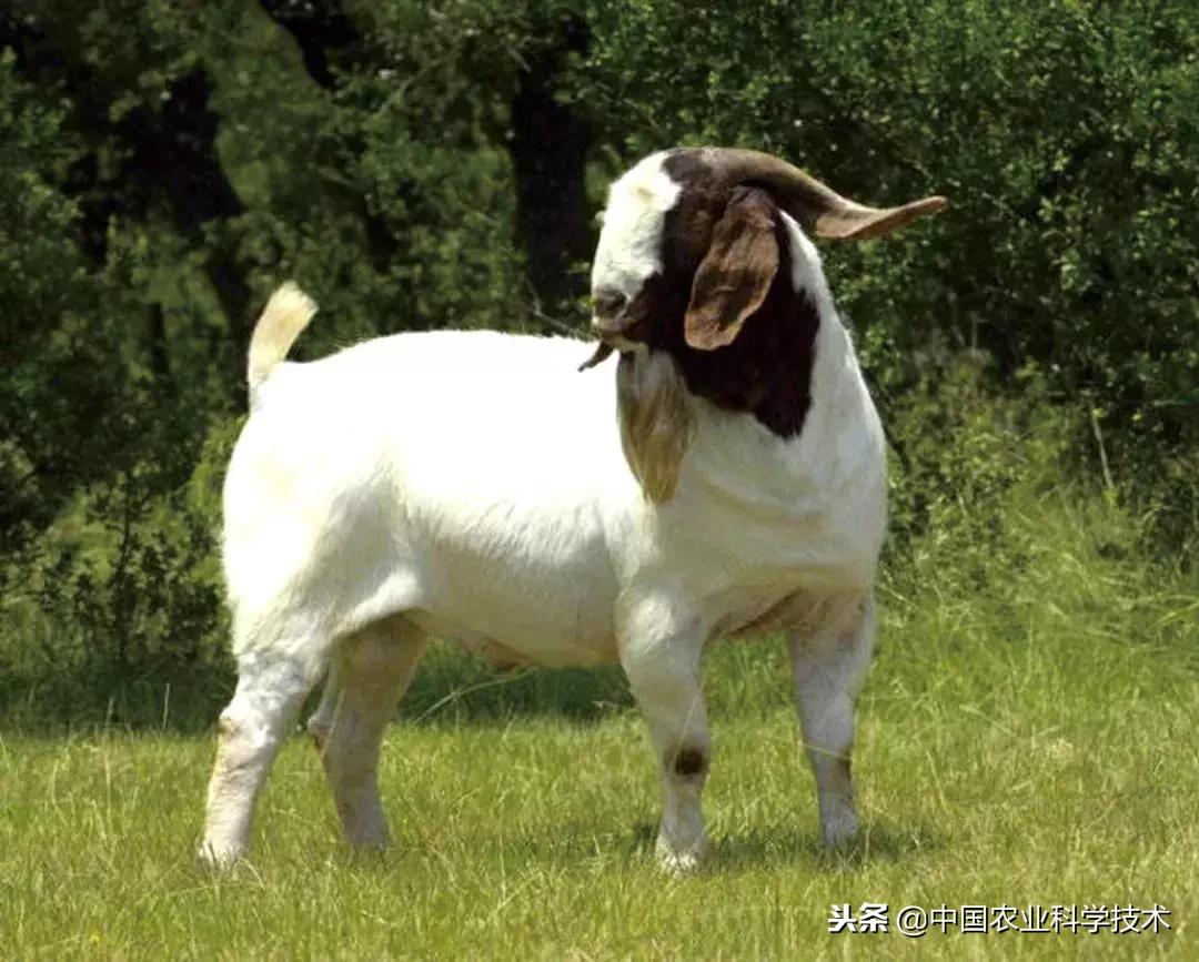 肉羊常见病的预防和治疗,肉羊常见疾病及图片