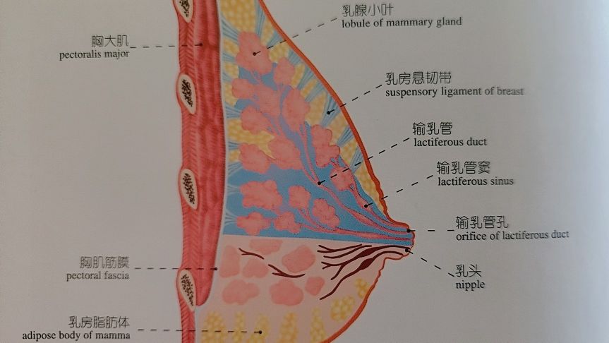 坐月子是否需要全程催乳师,月子期间奶水少请催乳师有用吗