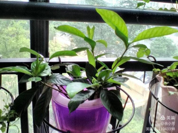 栀子花开舞蹈视频,栀子花开何炅