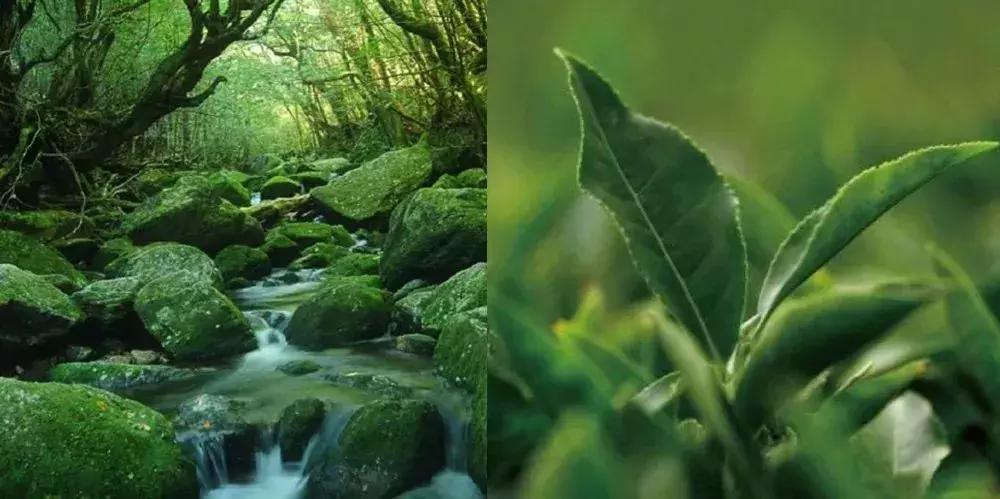 黛珂aq属于什么档次,黛珂aq系列金色和白色有什么区别