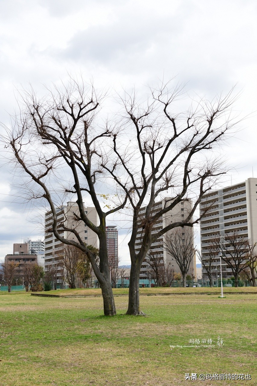 萁田森林公园和大阪的省钱之旅|行摄日本
