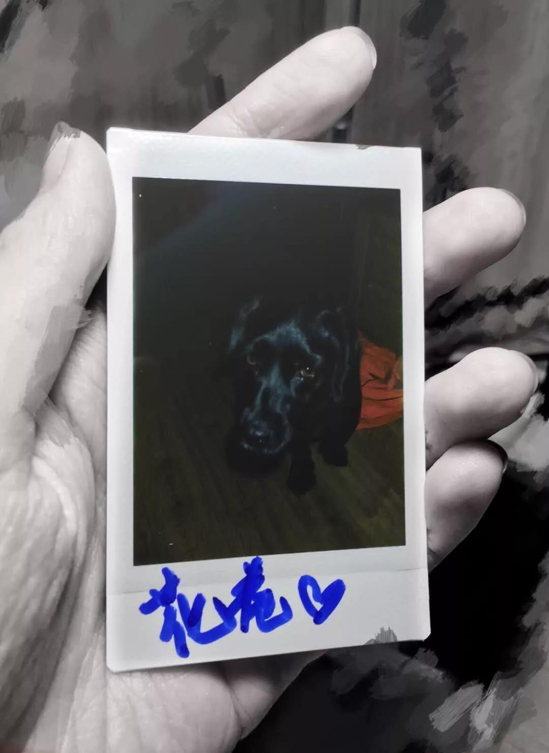 养狗真实感受图片,养狗真实的感受