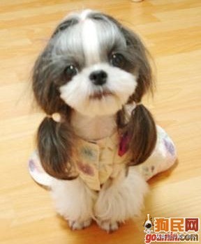 比尼熊狗狗价格,阿拉斯加狗狗价格