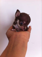 吉娃娃属于小型犬，但它的饲养方式跟其他小型犬一样吗？