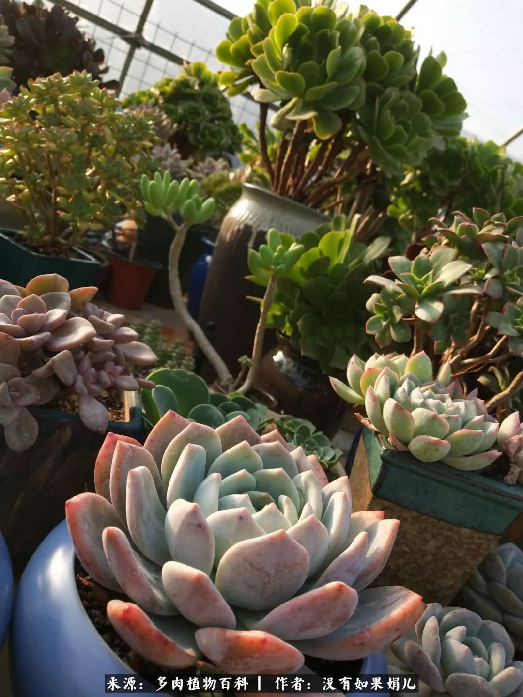 明人不说暗话，我为多肉而来！