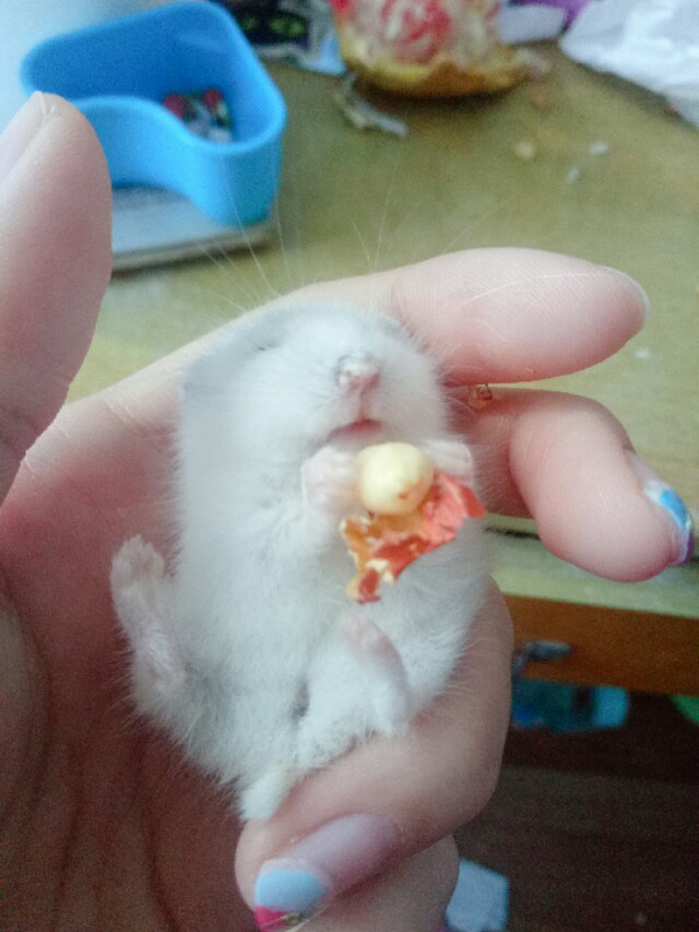 饲养仓鼠的一些关注事项,新手养仓鼠关注事项列表