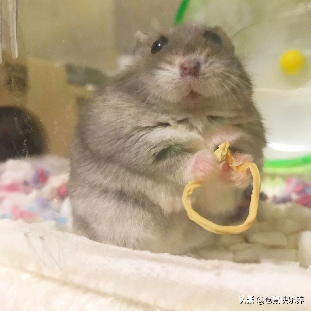 仓鼠被关在防御间了,仓鼠被关进笼子里