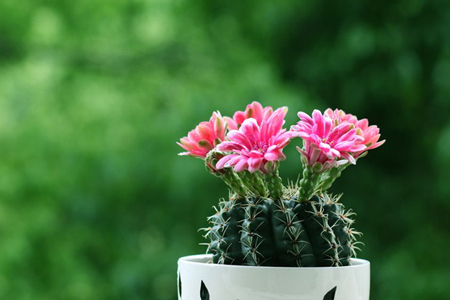 仙人掌发黄是什么原因造成的,仙人掌变黄的原因是什么