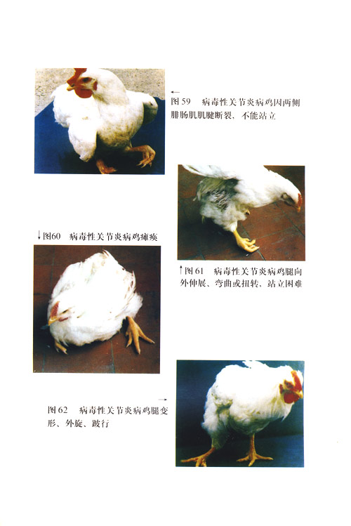 养鸡老是鸡得病怎么治啊,养鸡发现瘫痪是怎么回事