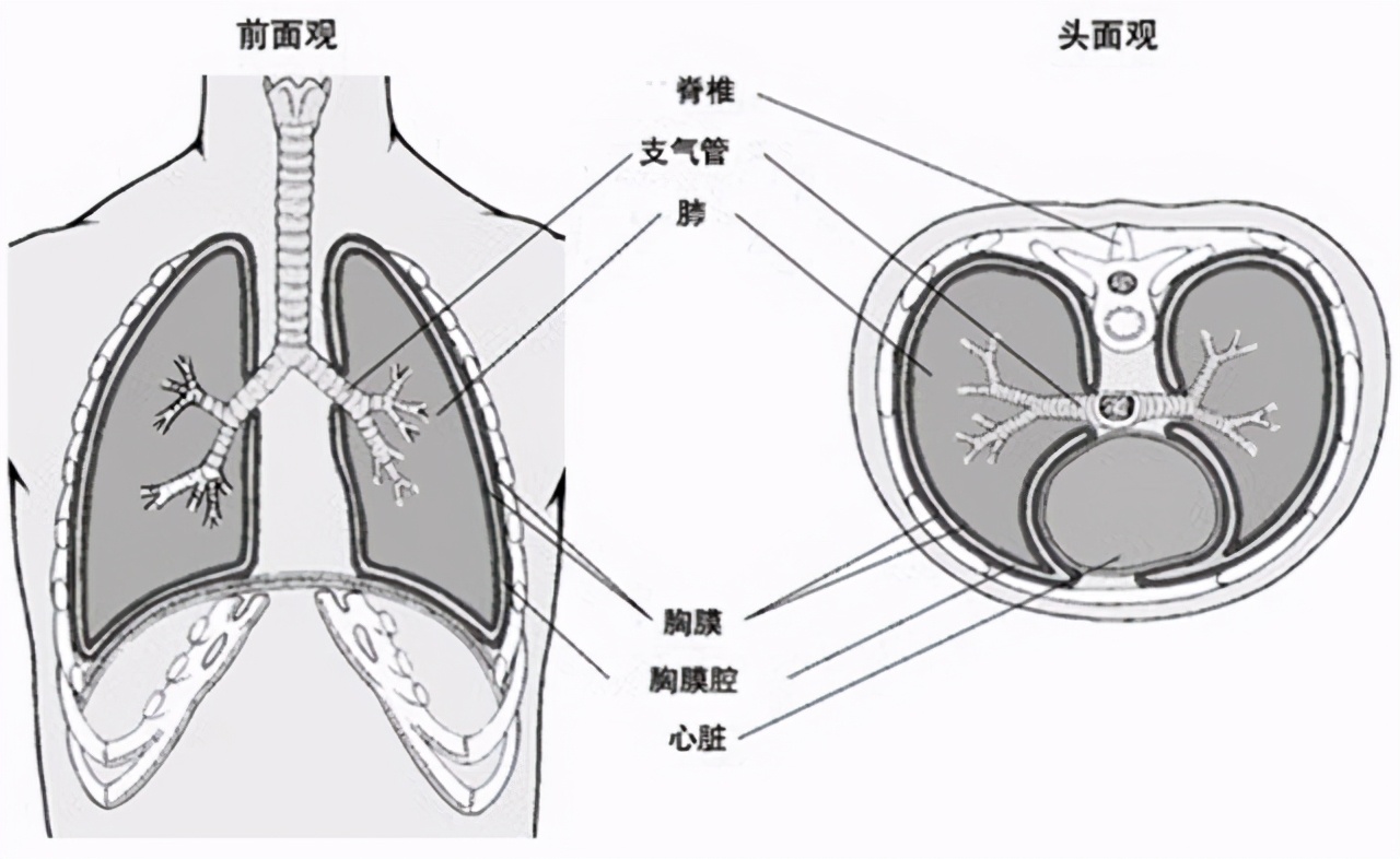 乳腺癌切除后还会得其它癌吗,乳腺癌术后并发症的护理及预防
