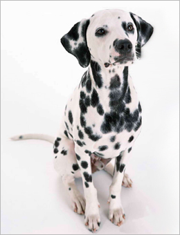 每日一犬,大麦町犬和小麦町犬的区别