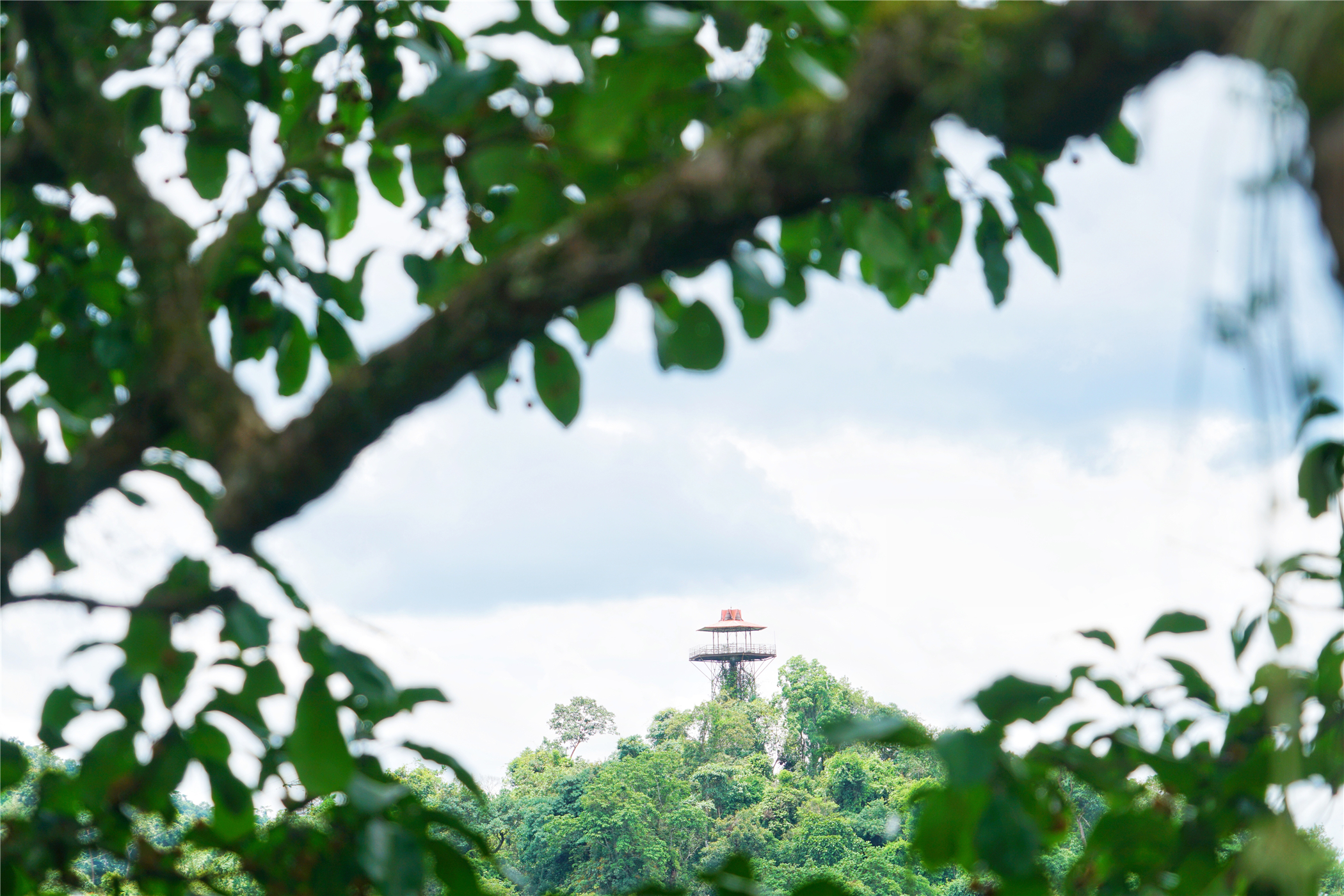 西双版纳望天树有多高,西双版纳望天树攀爬