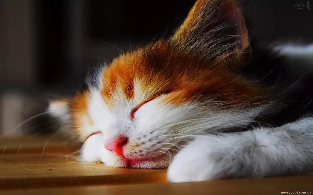 你知道猫咪的一天是如何度过的吗,主人不在家猫咪为什么一直在睡觉