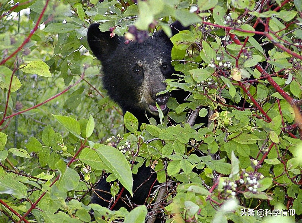 遇到熊如何自救,遇到熊如何保命装死有用吗