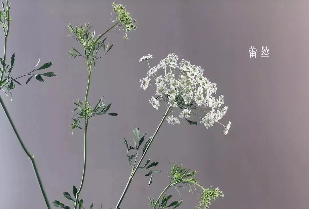 花店里同款的两种不同价格的花材,花店最容易被顾客误解的几种花材