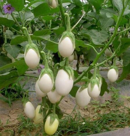 王大妈种菜视频大全,王大妈种菜