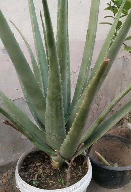 芦荟徒长了叶片太长能剪掉吗,芦荟徒长怎么办