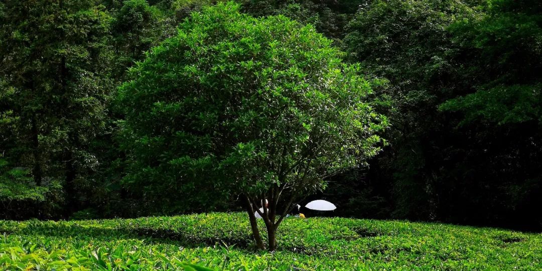贺州姑婆山景区国家森林公园,贺州姑婆山森林公园路线