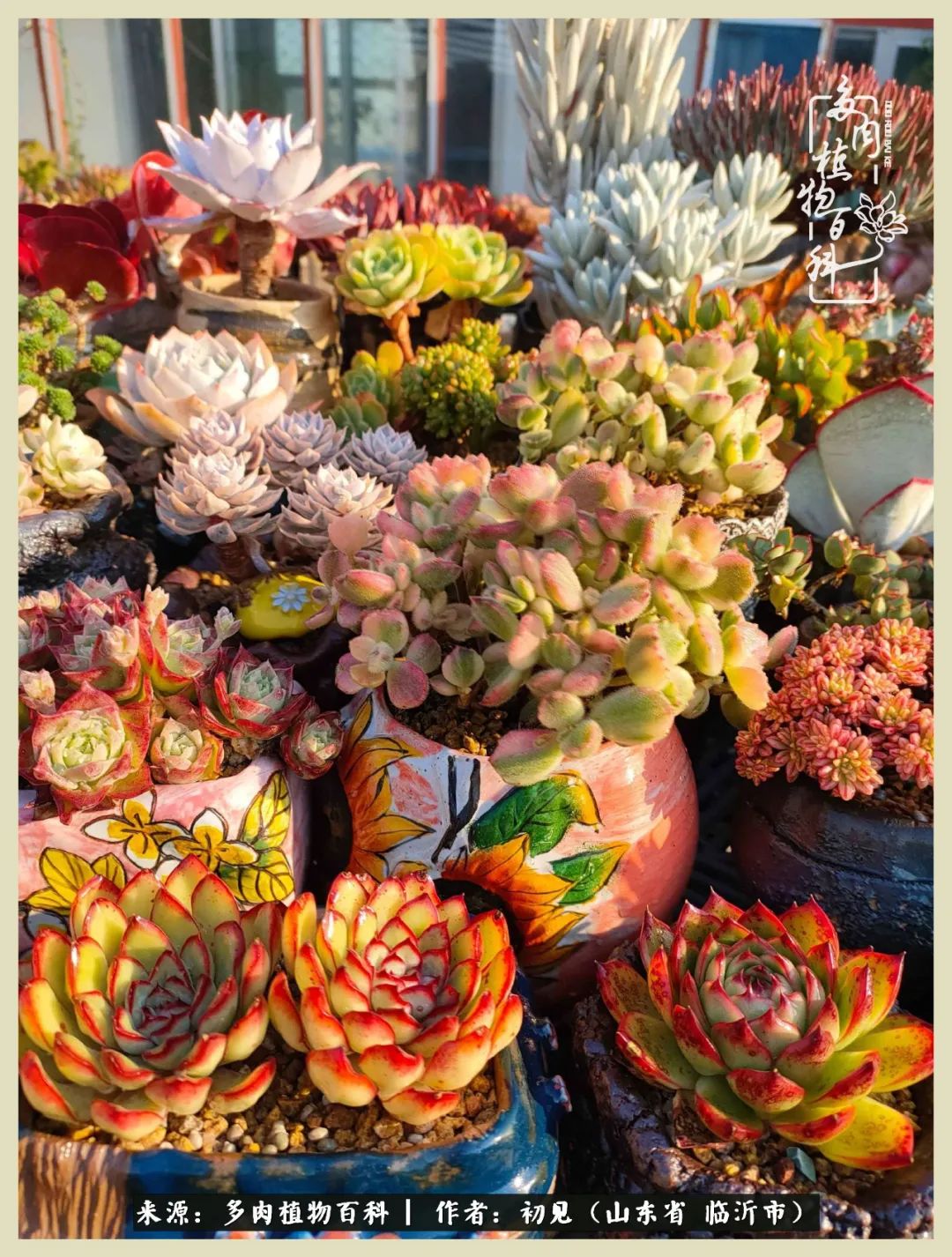 和多肉植物相伴,和多肉相处的心情