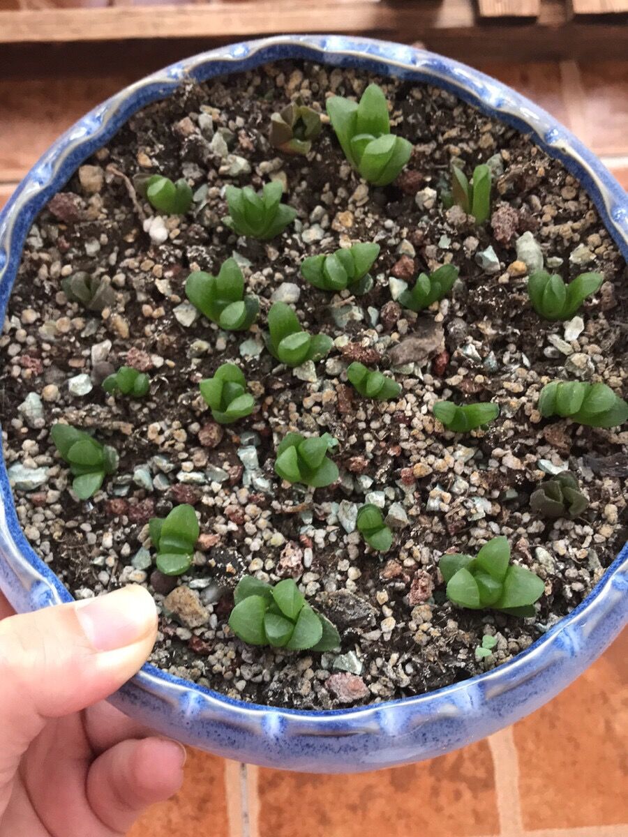 多肉玉露蔫了如何起死回生,多肉玉露爆崽后怎么处理