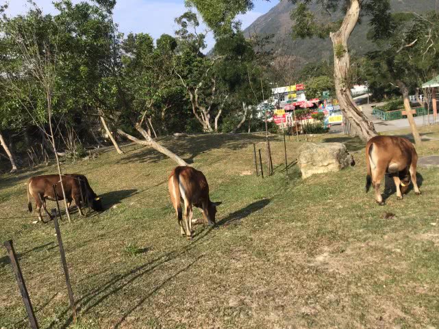 香港东涌绿道长廊 (香港东涌购物攻略)
