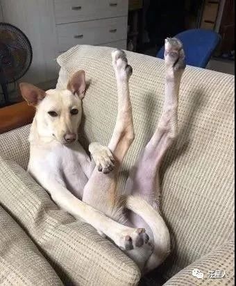 汪见镜头秒伸“嫩白大长腿”摆拍，网友见私密巧思：很懂遮呀