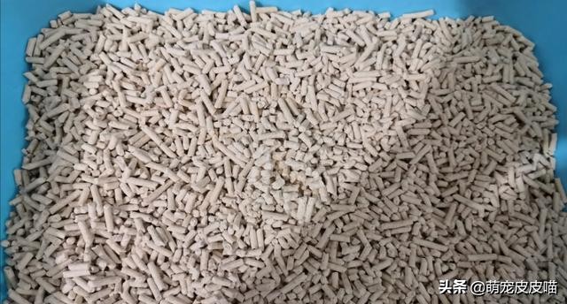 如何正确挑选猫砂,猫砂该怎么选