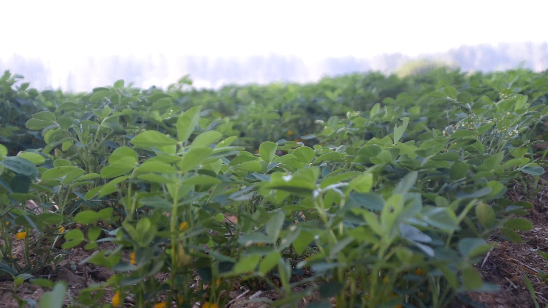 种花生高产有哪三个步骤,花生控旺什么时间最好用什么药