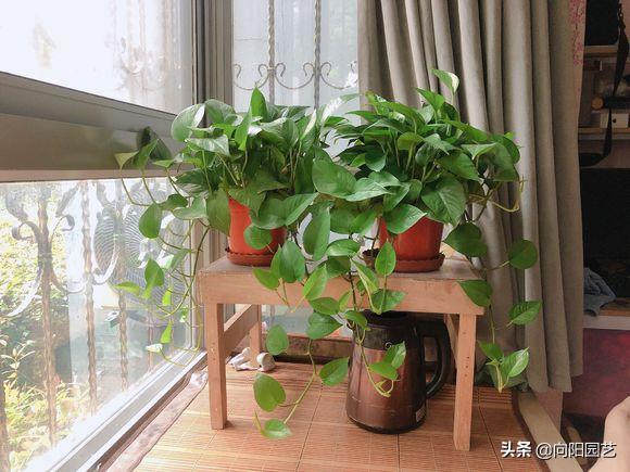 绿萝黄叶加什么改善,绿萝有黑斑点和黄叶怎么补救