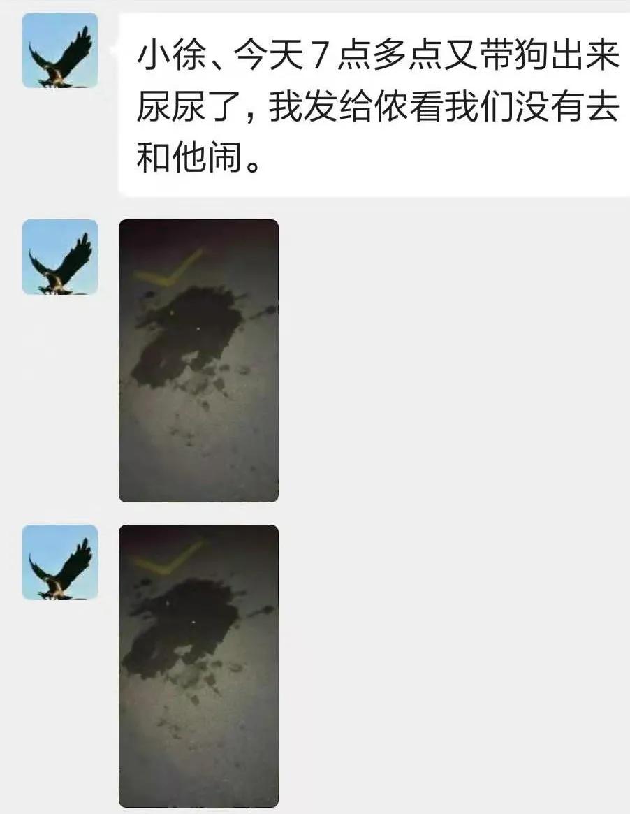 一只导盲犬要训练多久,导盲犬入住酒店被拒不带眼珠子